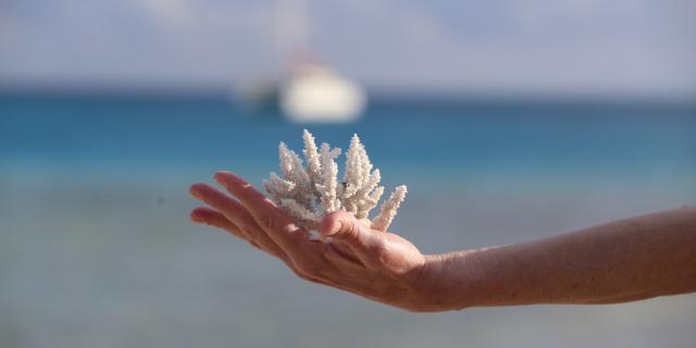Subtile Croisière Fakarava - Tahiti Tourisme