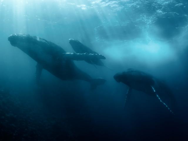 Baleines © Marie Charlotte Ropert