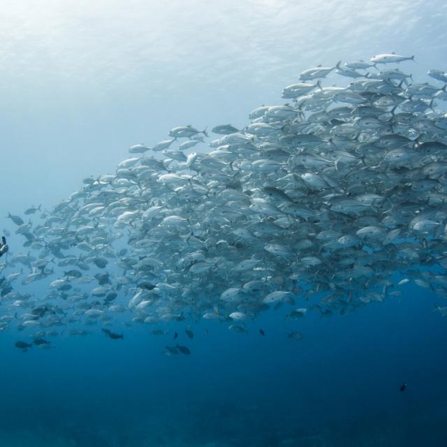 Carangues Aux Gros Yeux Omuri De Rangiroa - ©bernard Beaussier
