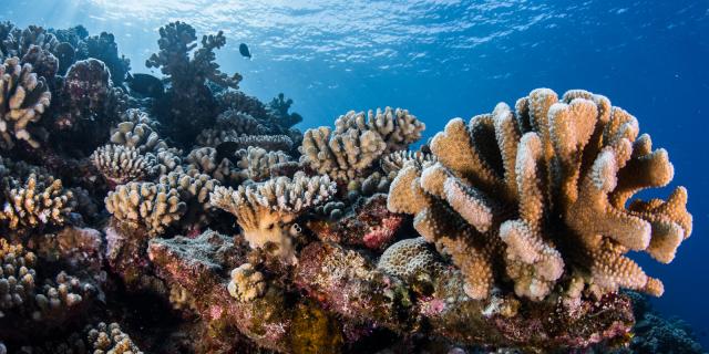 Multicolored coral Tahiti Tourisme © Grégory Lecoeur