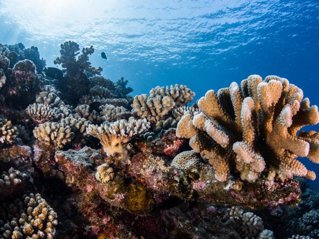 Coraux multicolores - Tahiti Tourisme