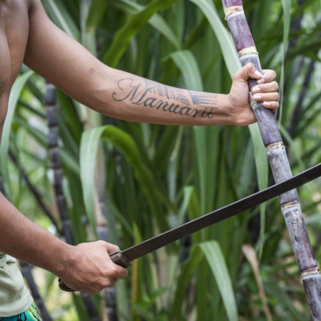 Cutting Sugar Cane in Taha'a
