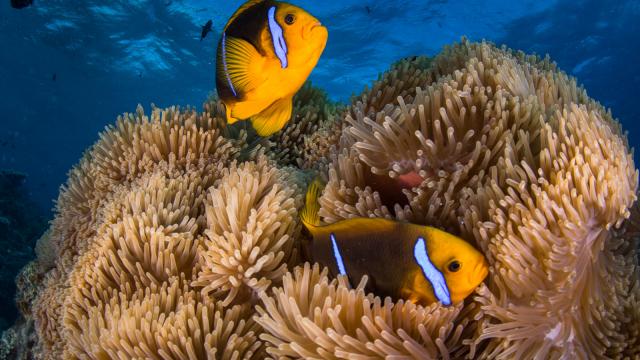 Clownfish swimming among anemones - Tahiti Tourisme