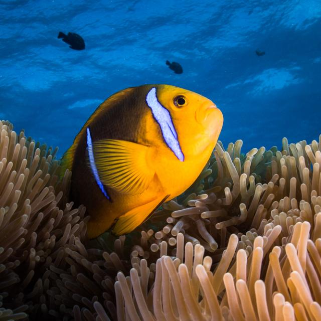 Clownfish © Grégory Lecoeur