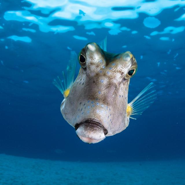 Longhorn cowfish © Grégory Lecoeur