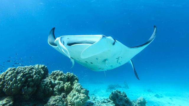 Raie Manta©denis Grosmaire