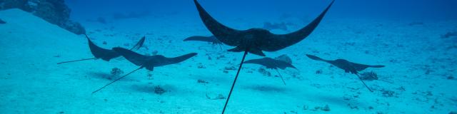 A group of spotted eagle rays
