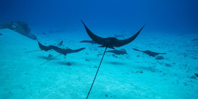 A group of spotted eagle rays