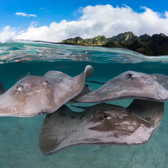 Stingrays © Grégory Lecoeur
