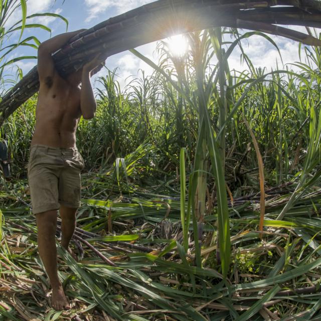Harvesting Sugar Cane