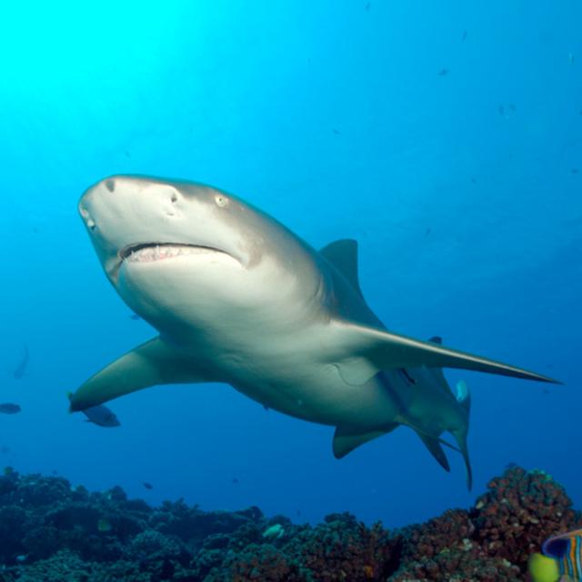 Requin Citron De Moorea © Topdive