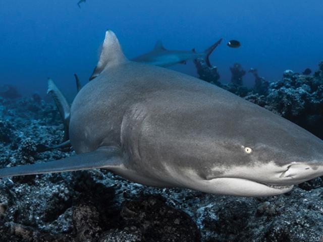 Requin Citron © Topdive