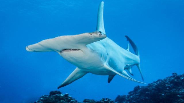 Requin Marteau Mao Tuamata Sphyrna Mokarran©bernard Beaussier