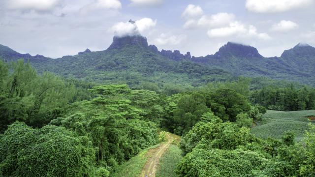 Aerial View of The Lush Green Valley of Opunohu in Moorea