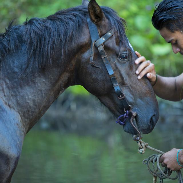 A horse in Hiva Oa - Tahiti Tourisme