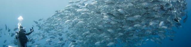 Banc de poissons
