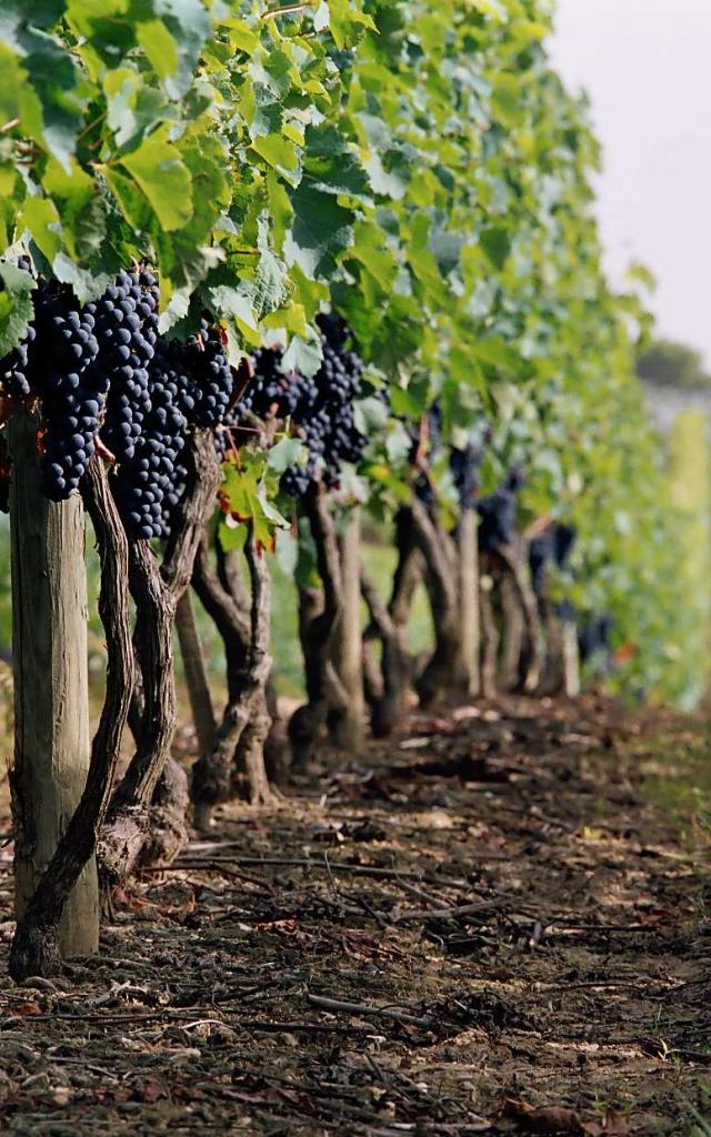 1-vignes-brulhois.jpg