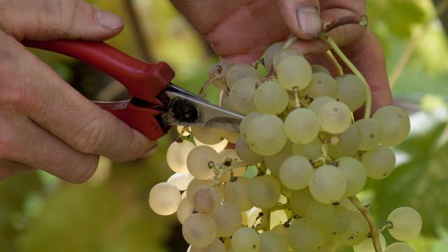 Spécialité raisin chasselas AOP Moissac