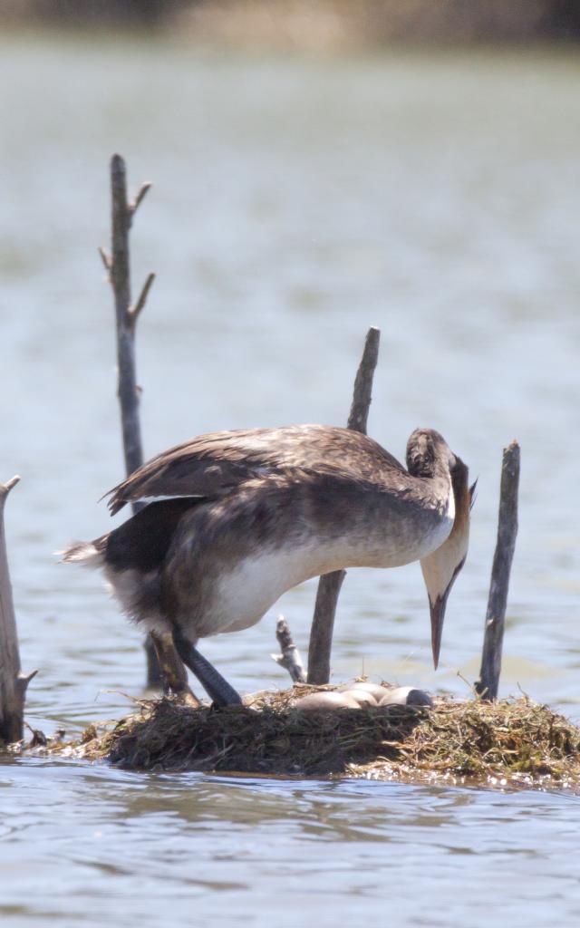 Grèbe Huppé (podiceps Cristatus) Lac De Gravière