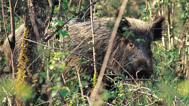 faune sauvage animal animaux forêt Agre Montech