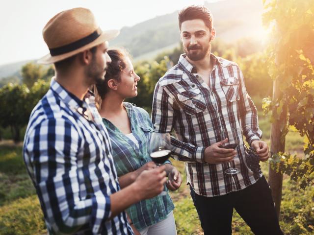 Dégustation dans les vignes