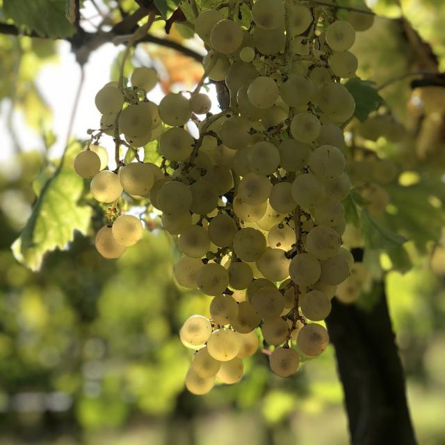 Chasselas de Moissac AOP