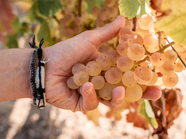 Chasselas de Moissac AOP