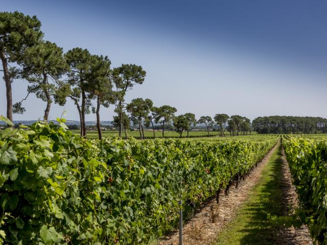 vignoble-de-fronton-campsas.jpg