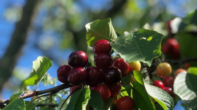 Cerises De Moissac Adt 82