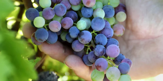 Des appellations variées pour des vins exceptionnels