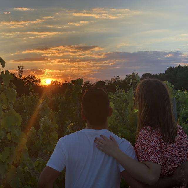 Amour Dans Les Vignes