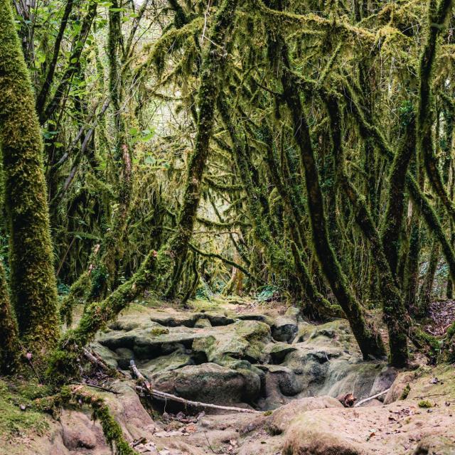 Forêt sur le circuit de cabéou à Bruniquel
