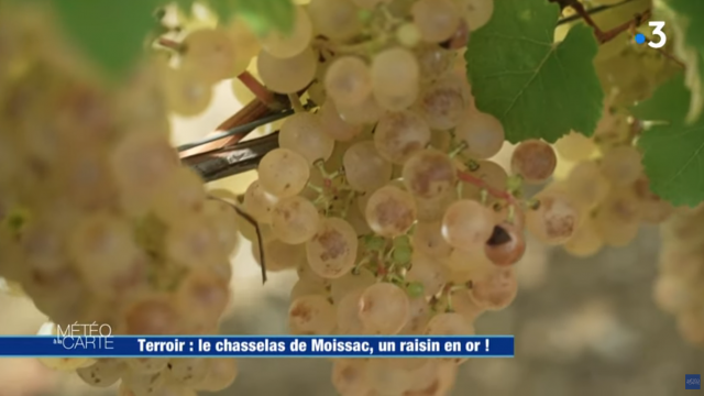 Meteo A La Carte Chasselas