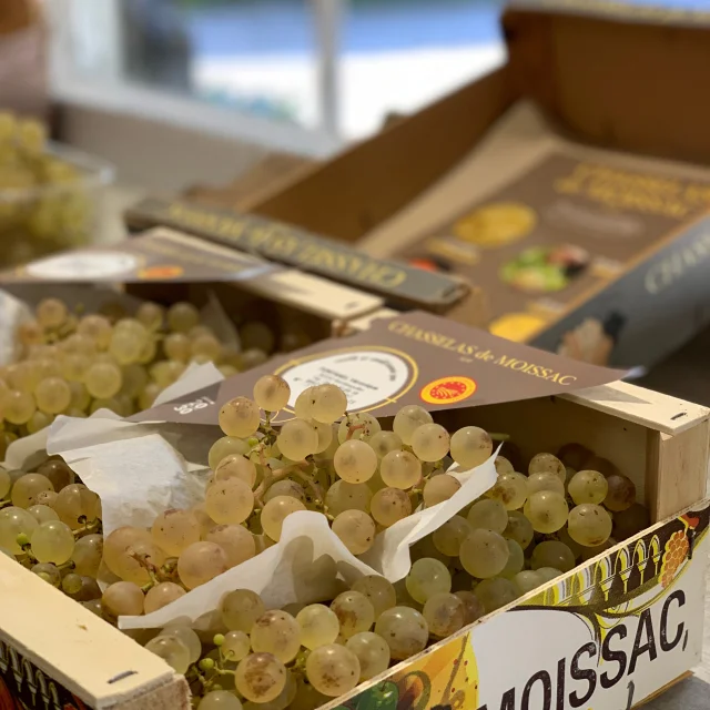 Barquettes De Chasselas 7565