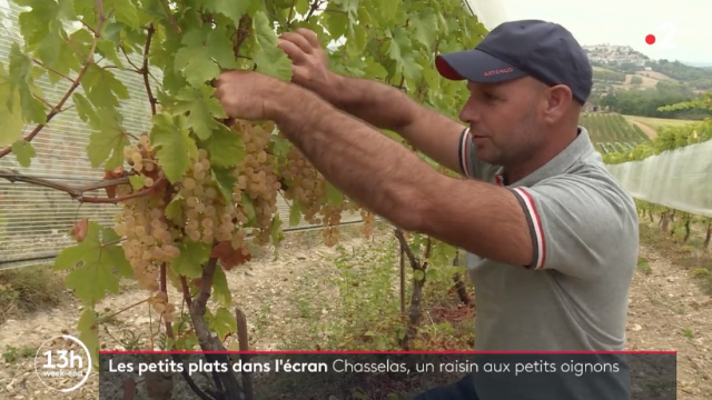 Jt France 2 Chasselas