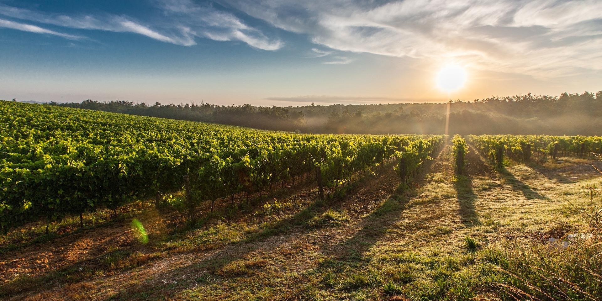 Vineyard G384f0b092 1920