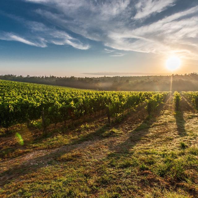 Vineyard G384f0b092 1920