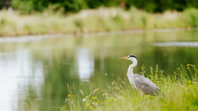 Héron près du Canal des Deux Mers