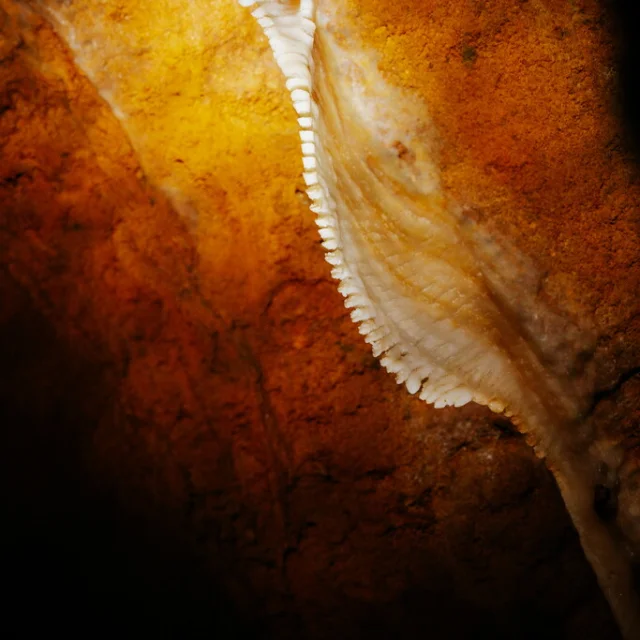 Adt82 06221 Olivier Rosec Grotte Du Bosc