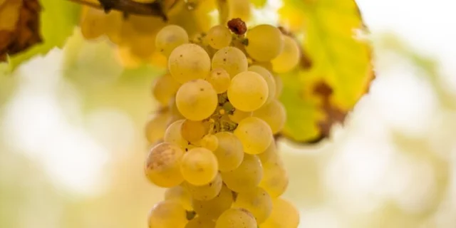 Chasselas De Moissac Lescoflocs