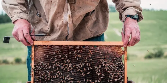 apiculture