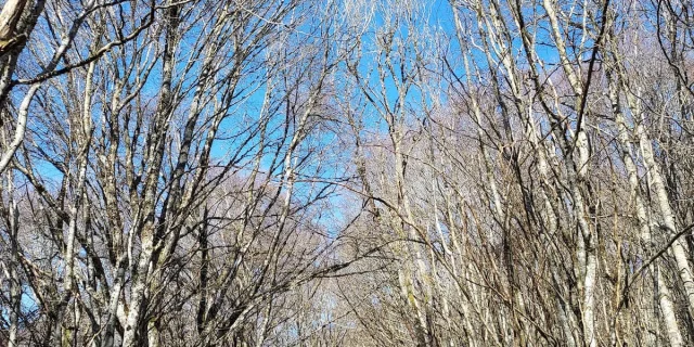 Startseite Presse im Wald am Puy des Gouttes in Saint-Ours-les-Roches