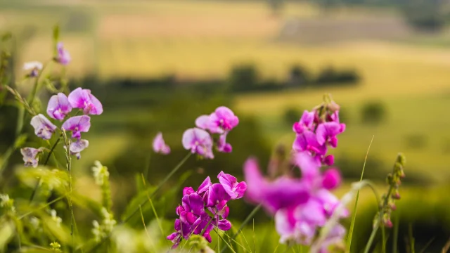 Randonnée Butte de Montgacon à Luzillat