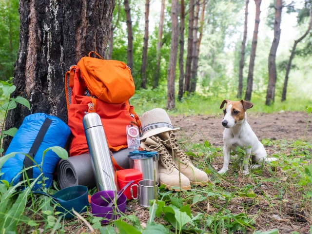 Randonner avec son chien