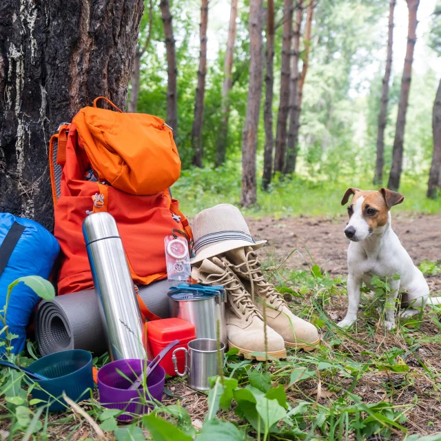 Randonner avec son chien