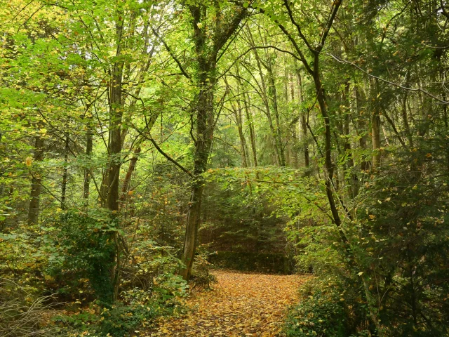 Randonnée à l'ENS - Espace Naturel Sensible - Côte verse à Volvic