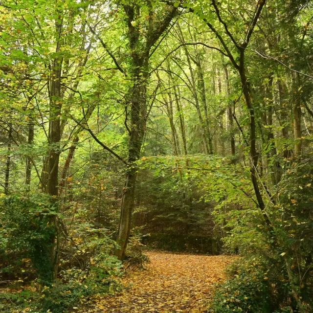 Randonnée à l'ENS - Espace Naturel Sensible - Côte verse à Volvic