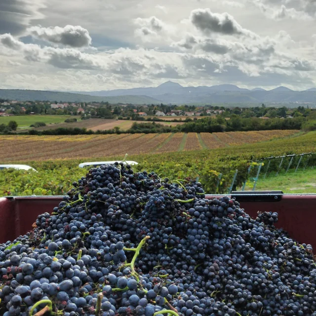 Viñedos de Domaine Déat en Saint-Bonnet-près-Riom