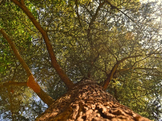Parc du Domaine royal de Randan