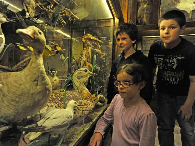 Diorama d'animaux naturalisés au Domaine royal de Randan